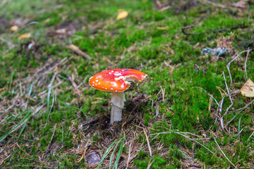Bitten Amanita muscaria (Fly agaric mushroom) in forest of Adrspach Teplice Rocks (nature reserve in Broumov Highlands region of Czech Republic)