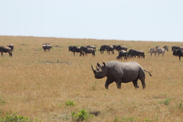 Rhino and wildebeests in the african savannah.