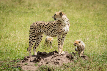 Cheetah stands on mound with two cubs
