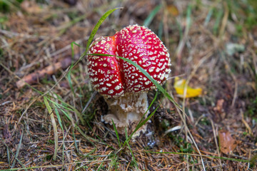 Amanita muscaria (Fly agaric mushroom) in forest of Adrspach Teplice Rocks (nature reserve in Broumov Highlands region of Czech Republic)
