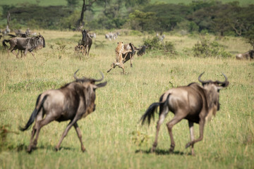Naklejka na ściany i meble Cheetah takes down blue wildebeest among herd