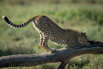 Cheetah stretches on dead branch in sunshine