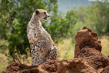 Cheetah turning head sitting on termite mound