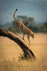Cheetah walks down bent tree in savannah
