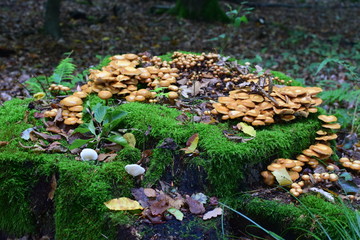 Pilze auf Baumstumpf