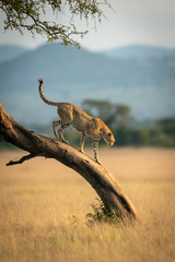 Cheetah walks down leaning tree in grassland - obrazy, fototapety, plakaty