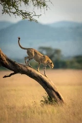 Foto op Canvas Cheetah walks down leaning tree in grassland © Nick Dale