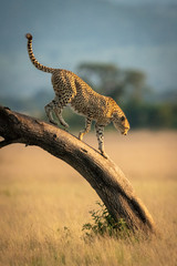 Cheetah walks down leaning tree in savannah