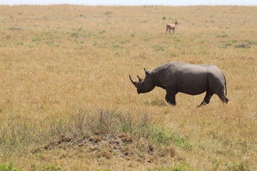 Obraz premium Rhino and wildebeests in the african savannah.
