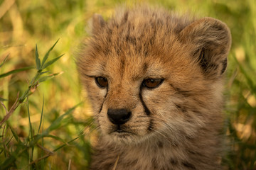 Close-up cheetah cub in grass with catchlights