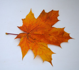 autumn background. Colorful maple leaves on a white background