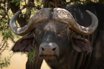 Close-up of Cape buffalo head and shoulders