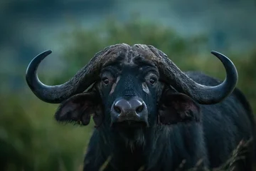 Tuinposter Close-up van de camera met de kop van een Kaapse buffel © Nick Dale