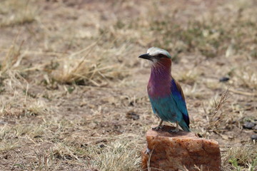 Lilac-breasted roller on a rock in the african savannah.