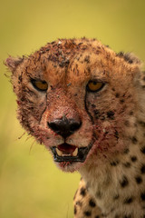 Close-up of bloody cheetah head and shoulders © Nick Dale