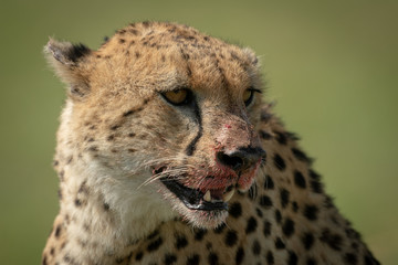 Close-up of bloody cheetah head facing right