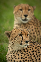 Close-up of cheetah brothers lying on grass