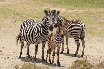 Fototapeta na wymiar Zebra foal closeup.