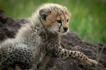 Fototapeta na wymiar Close-up of cheetah cub atop termite mound