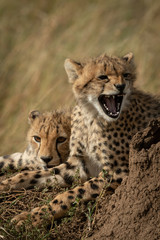 Close-up of cheetah cub by another yawning