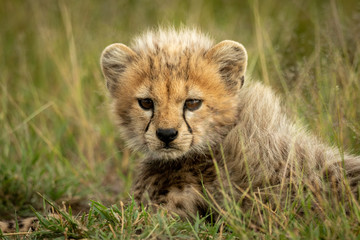 Close-up of cheetah cub lying in grass