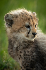 Obraz na płótnie Canvas Close-up of cheetah cub sitting looking right