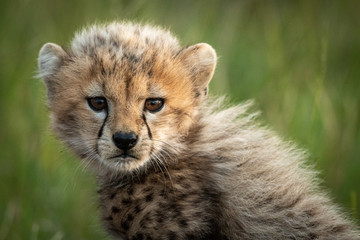 Fototapeta na wymiar Close-up of cheetah cub sitting in grassland