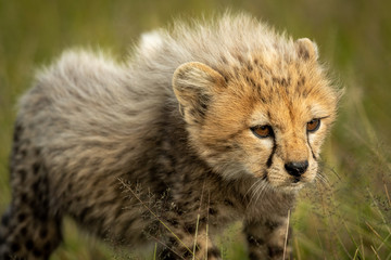 Obraz na płótnie Canvas Close-up of cheetah cub standing in grass