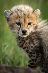 Fototapeta na wymiar Close-up of cheetah cub sitting on mound