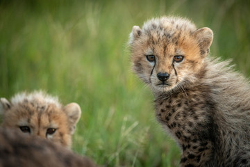 Fototapeta na wymiar Close-up of cheetah cub sitting with another