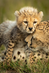 Fototapeta na wymiar Close-up of cheetah cub standing nuzzling mother
