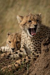 Close-up of cheetah cub yawning by another