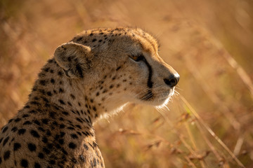 Close-up of cheetah facing right in grass