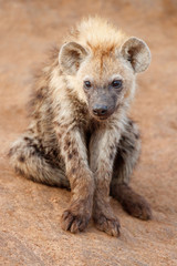 Hyena pup at the den with sunrise in Sabi Sands Game Reserve in South Africa
