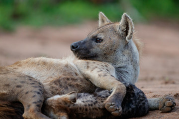 Hyena mothers with pup at the den with sunrise in Sabi Sands Game Reserve in South Africa