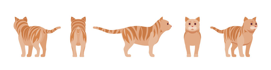 Ginger Tabby Cat standing. Active healthy kitten with orange, red, and yellow-colored fur, cute funny pet. Vector flat style cartoon illustration isolated on white background, different views