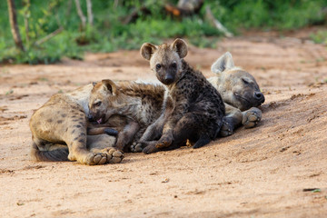 Hyena mothers with pup at the den with sunrise in Sabi Sands Game Reserve in South Africa