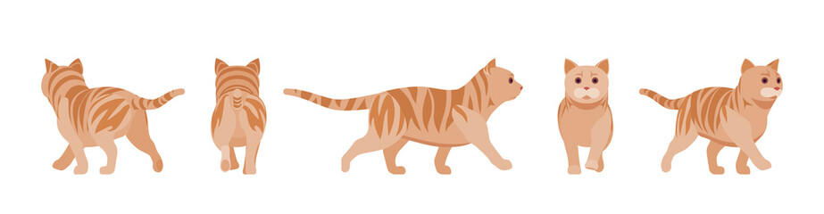 Ginger Tabby Cat walking. Active healthy kitten with orange, red, and yellow-colored fur, cute funny pet in motion. Vector flat style cartoon illustration isolated on white background, different views