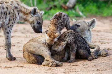 Hyena mothers with pup at the den with sunrise in Sabi Sands Game Reserve in South Africa