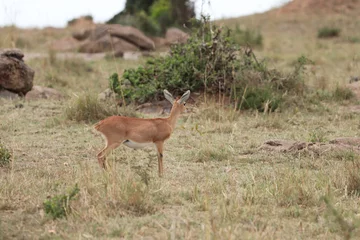 Fotobehang Steenbok in the african savannah. © Marie