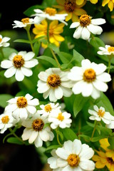Fototapeta premium white flower background