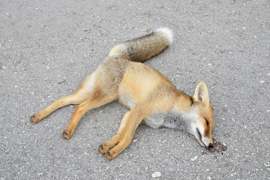 dead fox on the highway