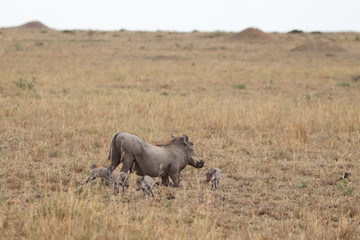Warthog mom and her babies in the savannah.