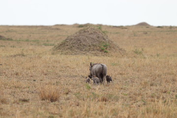 Warthog mom and her babies in the savannah.