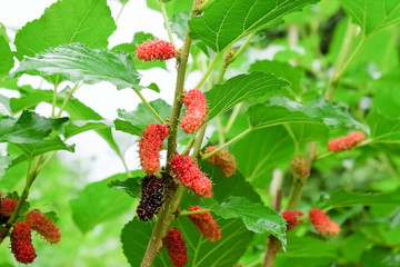 Mulberry fruits on tree, Mulberry with very useful for the treatment and protect of various diseases, Organic fresh, ripe fruit.