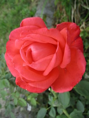 Flores varias 
