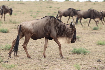 Obraz na płótnie Canvas Wildebeest in the savannah, Masai Mara National Park, Kenya.