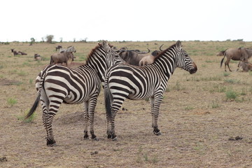 Fototapeta na wymiar Group of zebras in the savannah.