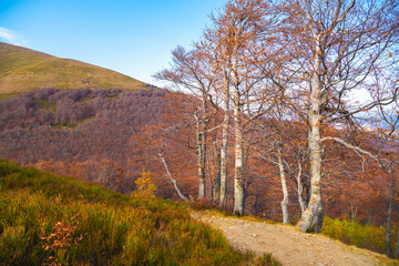 Fototapeta premium Beautiful autumnal forest. Beech trees with yellow leaves. Carpathian mountains, Ukraine.
