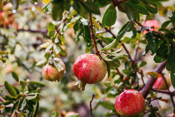 Red ripe pomegranate fruit on the tree in leaves